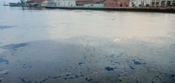 Ο Θερμαϊκός εκπέμπει SOS: Η κίτρινη «μάσκα» του φυτοπλαγκτόν αλλοιώνει το θαλάσσιο μέτωπο.